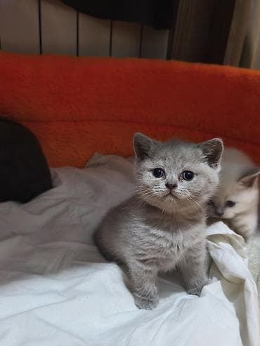 gəncə pişik: Şotland, Dişi — 1