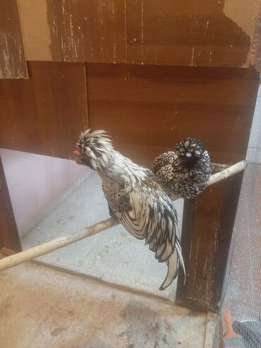 Inəklər, öküzlər: Toyuq, Damazlıq — 4