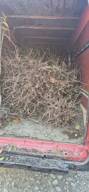 ağaç satışı: Meyvə və dekorativ ağac tingləri Təsvir: - Tərtər rayonu ərazisində — 9