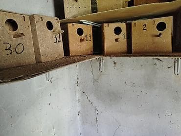 gence quşlar: Taxta quş yuvaları (dovğa/taxta qutular) - Material: sıx — 1