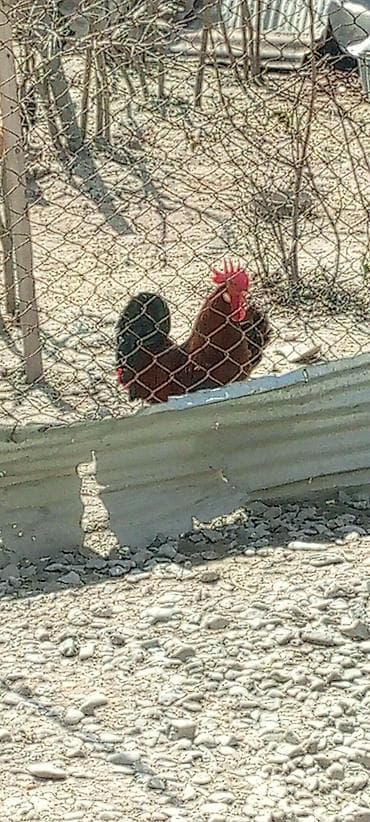 Quşlar: Sərbəst gəzinti şəraitində bəslənən yerli toyuq və xoruzlar Məhsul — 3