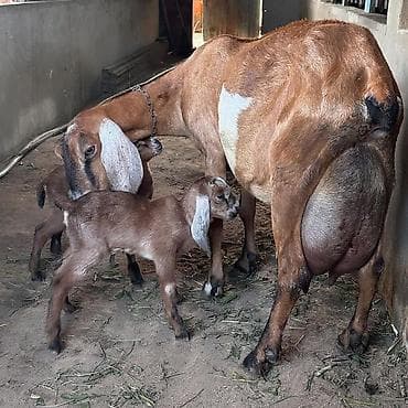 Рогатый скот: Nubian (Anglo-Nubian) keçi ana və əkiz balaları - Cins: Nubian – uzun — 1