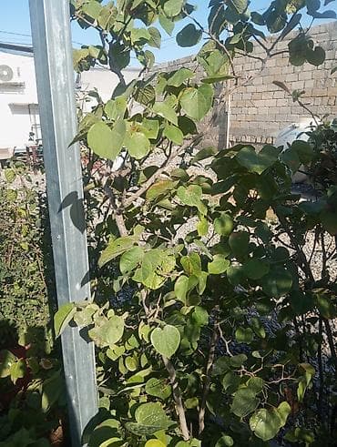 çöl bitkiləri: Bağ-bitki uşaq bağçası üçün müxtəlif dekorativ bitkilər və ağaclar — 6