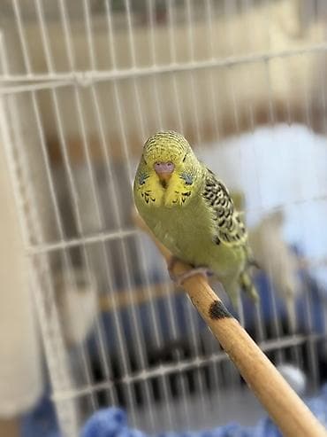 Irı cex quşlardır ve temiz qan çex quşlardır ag quş gözü qırmızıdır