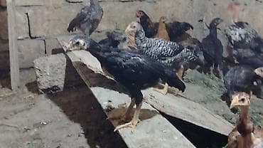 oh shamo: Toyuq cücələri, Damazlıq, Ünvandan götürmə — 1