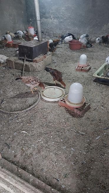 pleymut toyuq: Toyuq cücələri, Damazlıq, Ödənişli çatdırılma — 3