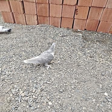 chappi it yemi: Kül rəngli delfin satılır 25 — 2