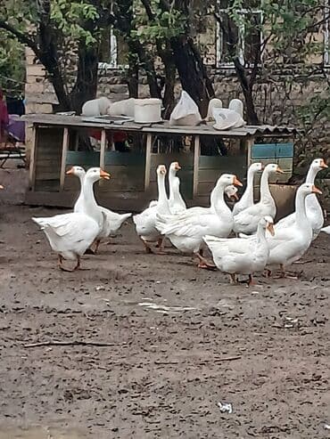 сколько стоит лошадь в азербайджане: Linda qazlari.İki suru teşkil edir.Bir suru 18 eded.Bir ilin — 2