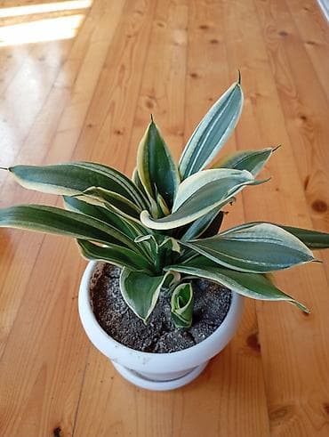 Sansevieria “Golden Hahnii” (variegatlı cırtdan sansevieriya) 
-
