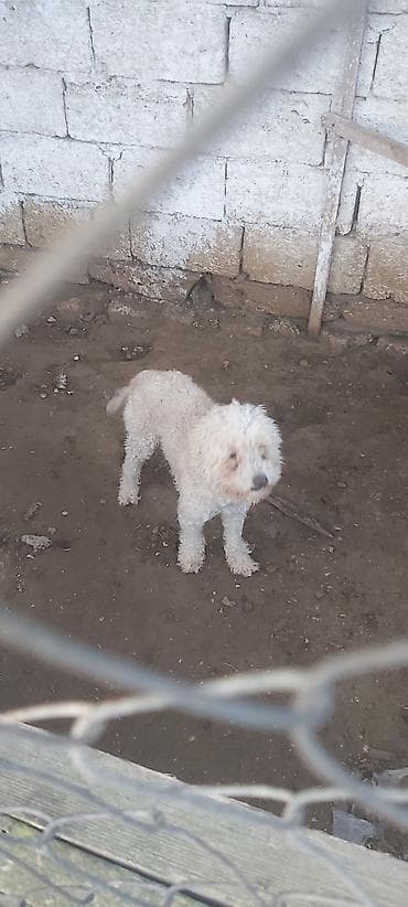 Heyvanlar üçün mallar: İt – xırda ölçülü, qıvrım tüklü, krem-ağ rəng paltoya malik - Yüksək — 1