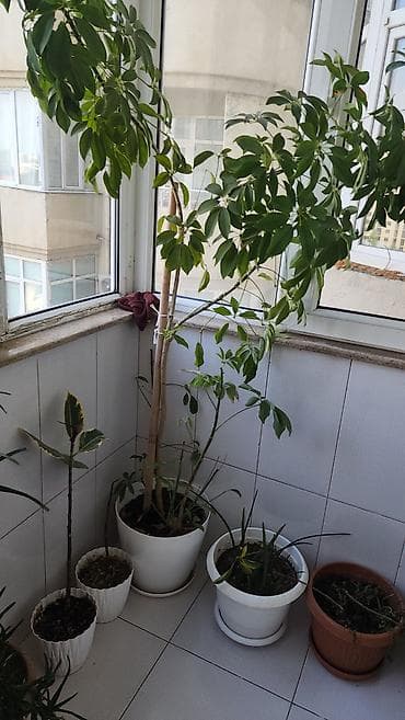 otaq studiya: Böyük Şeflera, qılınc gülləri Monstera yarpaqları tökülüb, böyük — 3