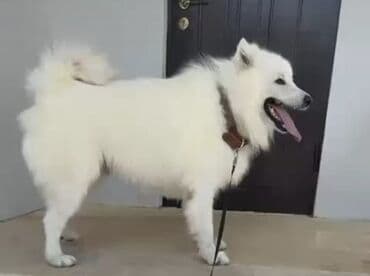 samoyed iti: Samoyed — 1