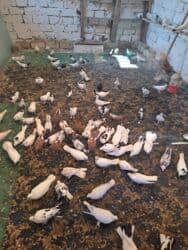 quş yuvasi: 4 manat Təsvir: - Növlər: müxtəlif rəng və naxışlarda ev/oyun — 20