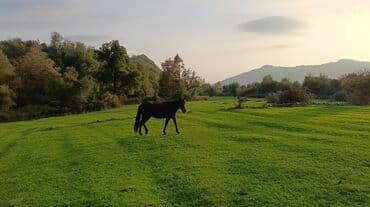 домик для большой собаки: Satış: Xüsusiyyətlər: - Rəng: tünd qəhvəyi (qaradonlu), uzun qara — 3