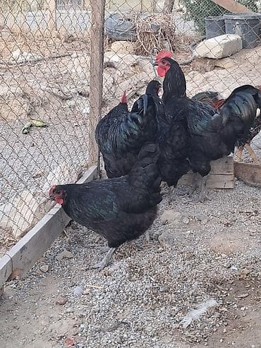 quzu satisi: Toyuq, Australorp, Yumurtalıq — 3