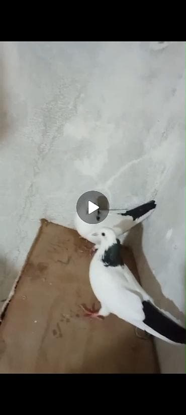 karella qus: Salam tam sağlam abrezlerdi Berk gözleri uçub oynamaqlari var. Hazr — 2