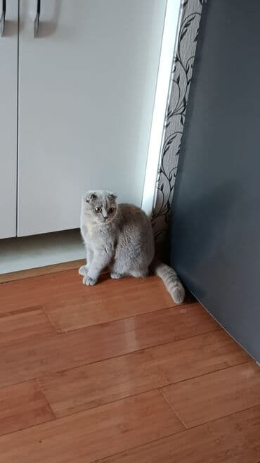 мейн кун купить в баку: Şotland yastı qulaq, Dişi, Yaxşı əllərə, Ünvandan götürmə — 1