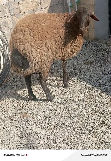 Digər heyvanlar: Salam super 11 aylıq həm damazlıq həmdə ətliy tooglu satılır.təcili — 6