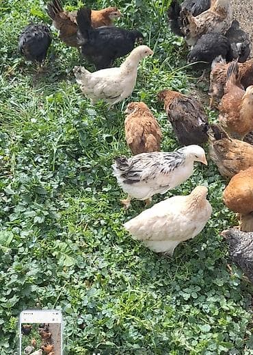 Toyuq, Damazlıq, Pulsuz çatdırılma, Ödənişli çatdırılma