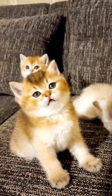 объявление про котят в баку: Британская, Самец, В добрые руки, Самовывоз — 9