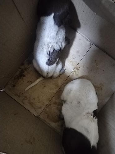 Heyvanlar üçün mallar: Peyvəndli — 1