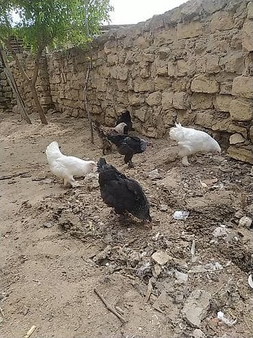 toyuq cucə satışı: Salam 6dene toyuqlar satilir - Yard şəraitində saxlanılan bir neçə — 1