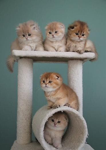 pişiy evi: Məhsul: İki mərtəbəli pişik ağacı/oyun kompleksi Təsvir: - Stabil — 1