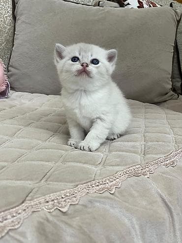 Akvariumlar: Britan — 3