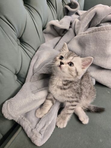 sotland pisiyi haqqinda: Şotland, Erkək — 5