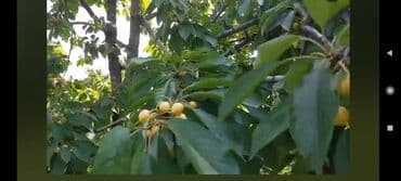 xırdalan kirayə evlər 1 otaqlı: 15 sot, Tikinti, Barter mümkündür, Kupça (Çıxarış) — 1