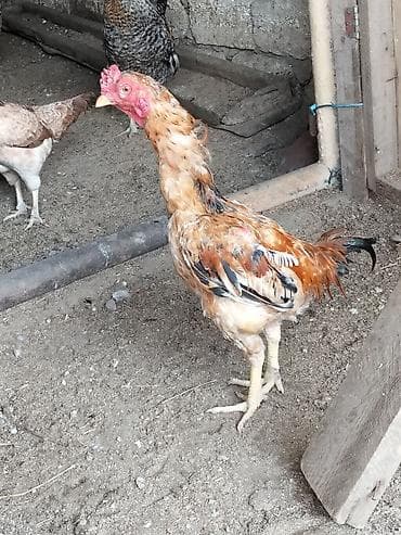 quzu satisi: Salam heyratı xoruzu 6 aylıqdı Xarkov xoruzu 8 aylıqdı ikisidə satılır — 7
