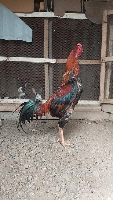 pisik ucuz: Xoruz, il: <1, Pulsuz çatdırılma — 9