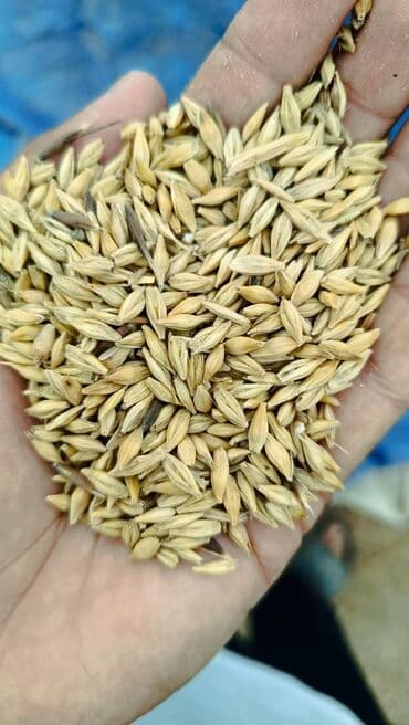 Arpa Yazlıq mart ayında səpilir . Yarpaqdan gubrelenir ve yüksək