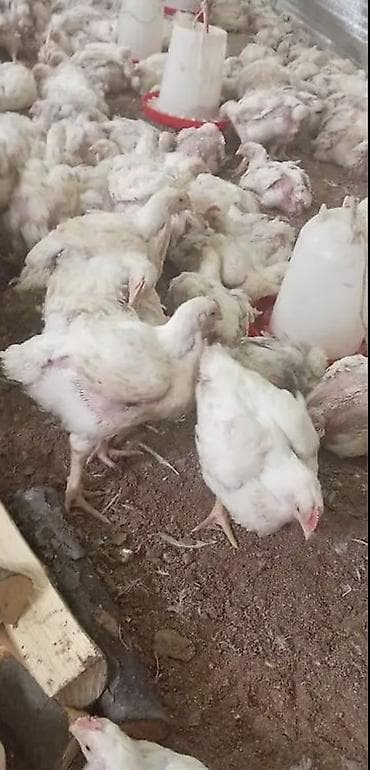 Toyuq, Broyler, Ətlik, Ünvandan götürmə, Ödənişli çatdırılma