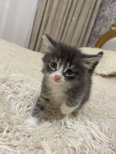 bala afcarka: Sevimli pişik balası – boz-ağ rəng palitrası - Növ: Ev pişiyi (yavru) — 3