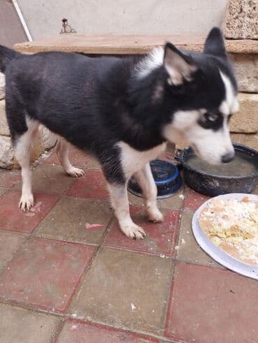 купить хаски щенка: Хаски, 11 месяцев, Самка, Самовывоз — 1