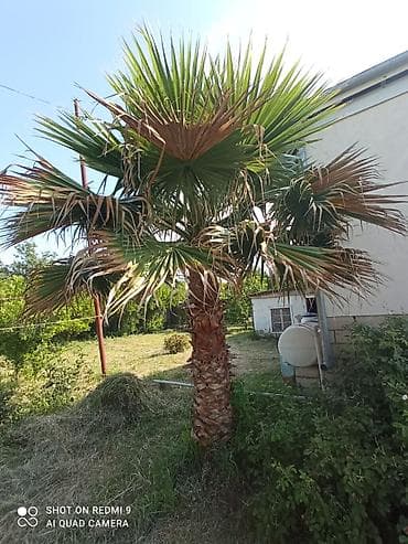 Дом и сад: Məhsul: Dekorativ xurma palması (fan palm, Washingtonia tipli) — 2