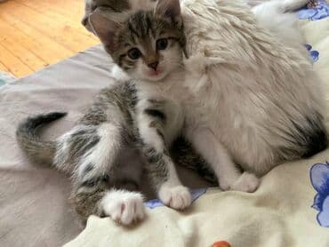 где можно купить котенка: Dişi, Yaxşı əllərə — 2