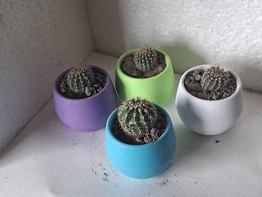 mal dili bitkisi: Mini kaktus kompozisiyası – rəngli dekorativ saksılarda - Bitki — 3