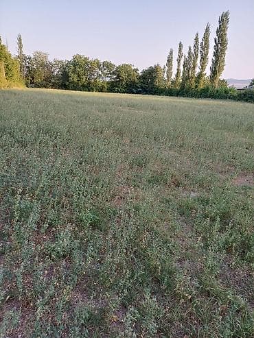 1 sot nece kvadrat metrdir: 80 sot, Biznes üçün, Mülkiyyətçi, Kupça (Çıxarış) — 4