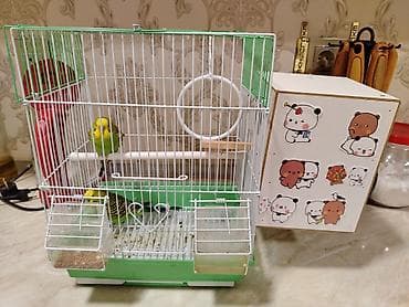 geref qus: 2 eded quş + yuvası ilə biryerde — 2