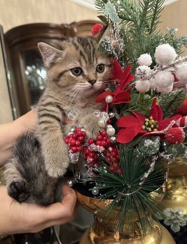 balaca pisikler: Şotland — 6