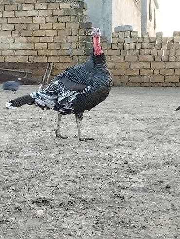 kənd cuceleri: Məhsul: Hind quşu (türki) Xüsusiyyətlər: - İri cüssəli, güclü skelet — 1