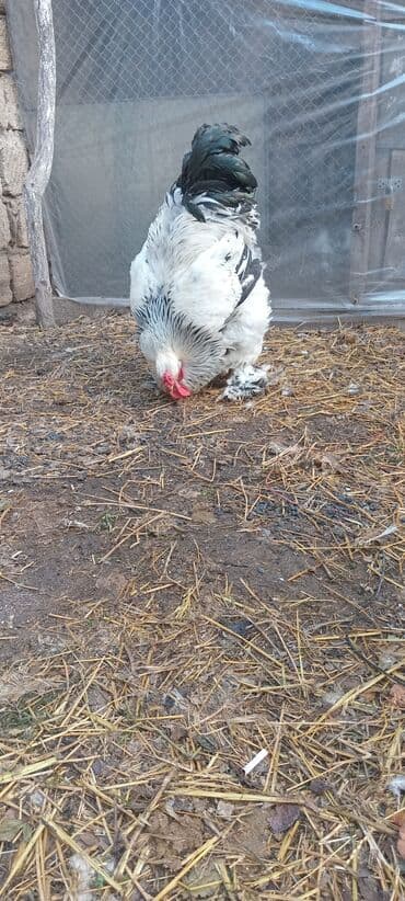 Петухи: Məhsul: Brahma cinsi xoruz. 150 m Təsvir: - İri gövdəli, güclü — 6
