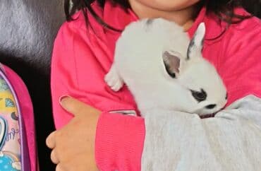 dovsanlar: Dovsanlar satilir — 7