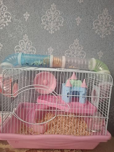 Suriya Hamsteri satılır El böyüklükdedir.Elde durur.Üsdünde elave