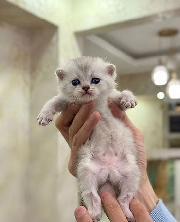 britanski pişik: Şotland yastı qulaq — 7