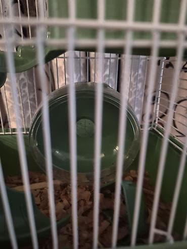 Daşıma çantaları: Ağ 2 eded Kiçik xamyak qəfəs və aksesuar dəsti.Baladirlar.Qarayevden — 6