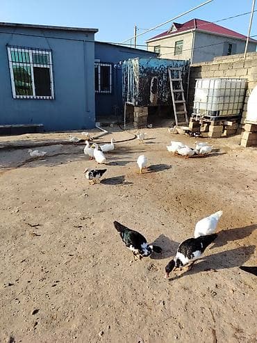 hind quşu: Muscovy (hind) və Pekin ördəkləri – qarışıq sürü 29 ededdir 11 balaca — 1