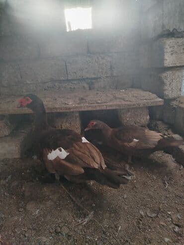 lal ordəklərin satışı: Məhsul: Muskoviy ördəkləri (indianka) Təsvir: - salam bir cüt lavanda — 3